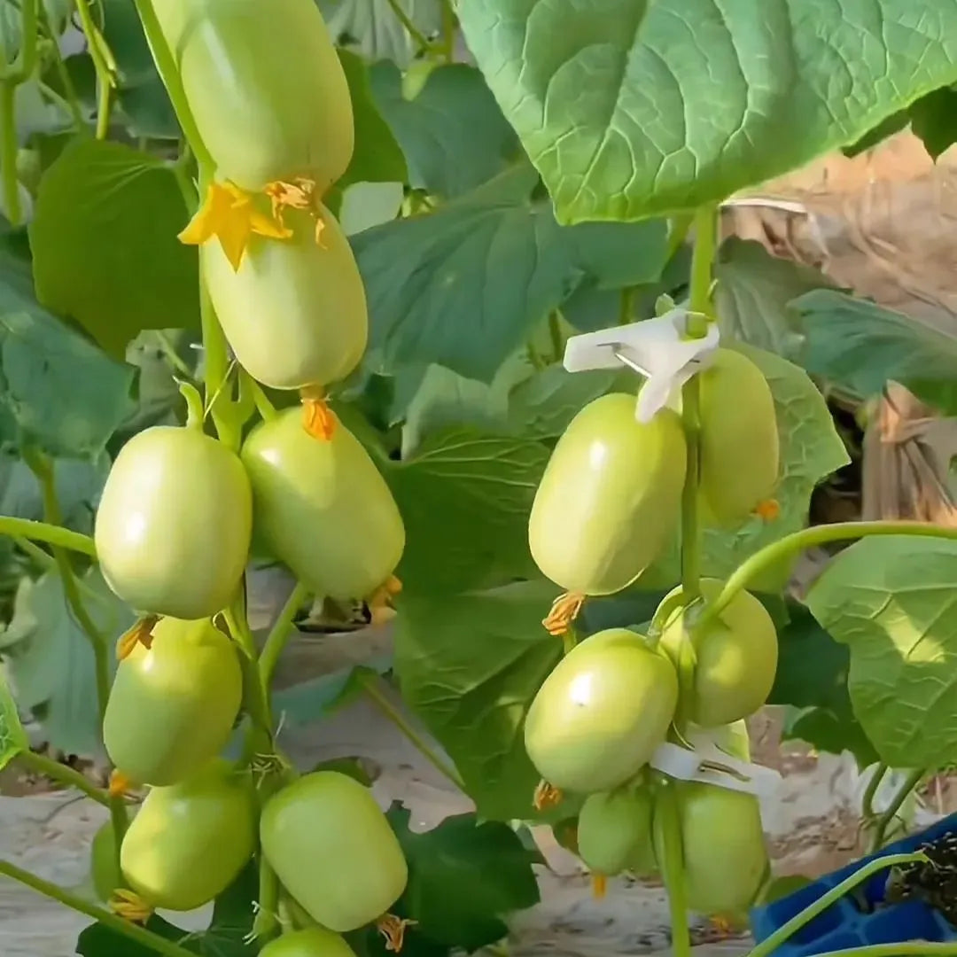 Golden Lady Cucumber Seeds